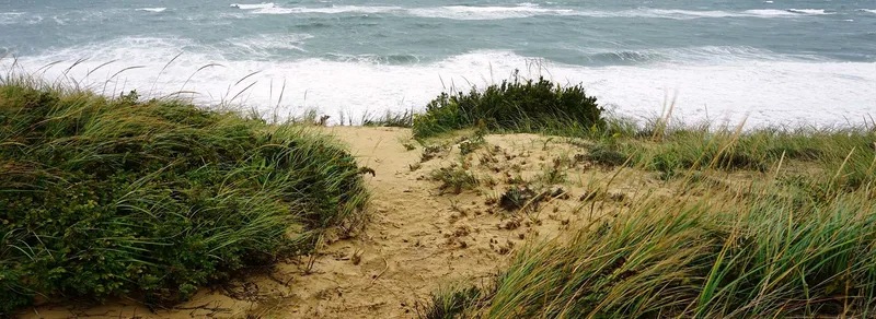 Grassy dunes above a foamy Cape Cod surf