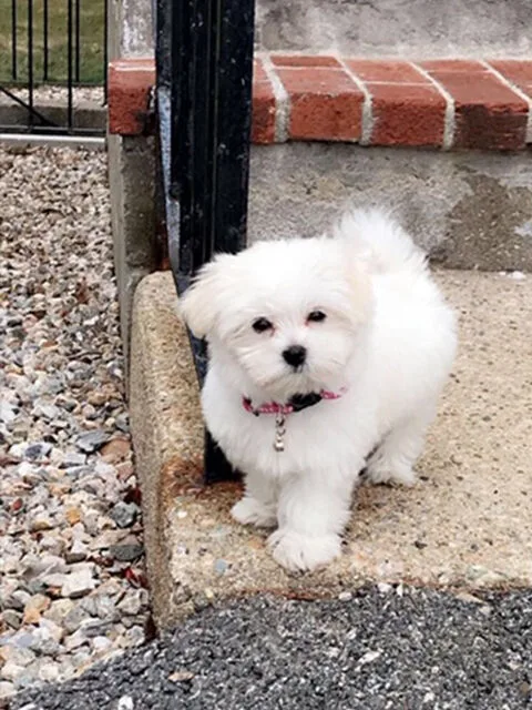 Mookie, a fluffy white Toy Maltese, standing on a brick step