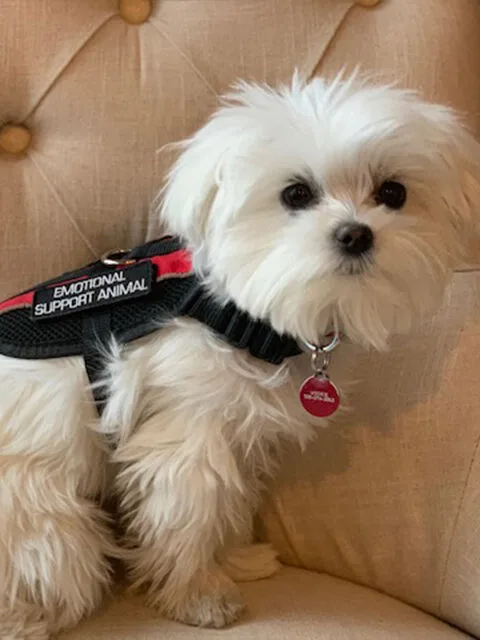 Mookie wearing her emotional support animal vest