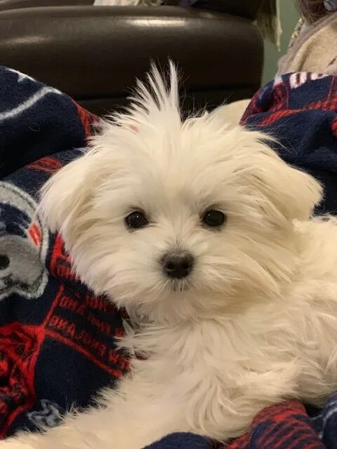 Mookie resting on a New England Patriots blanket